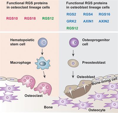 Effect of Regulator of G Protein Signaling Proteins on Bone